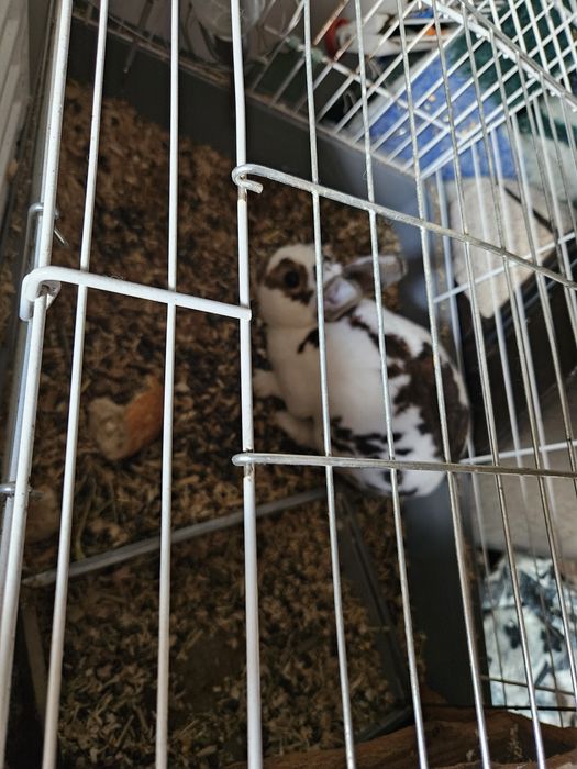 Iepure pitic de vanzare