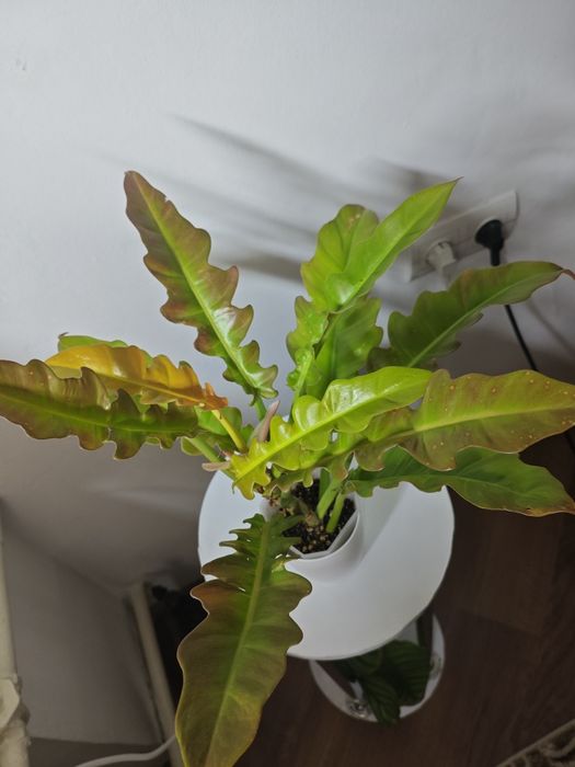 Филодендрон Золотой Дракон