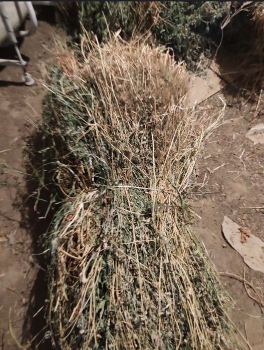 Беда боғ сотилади