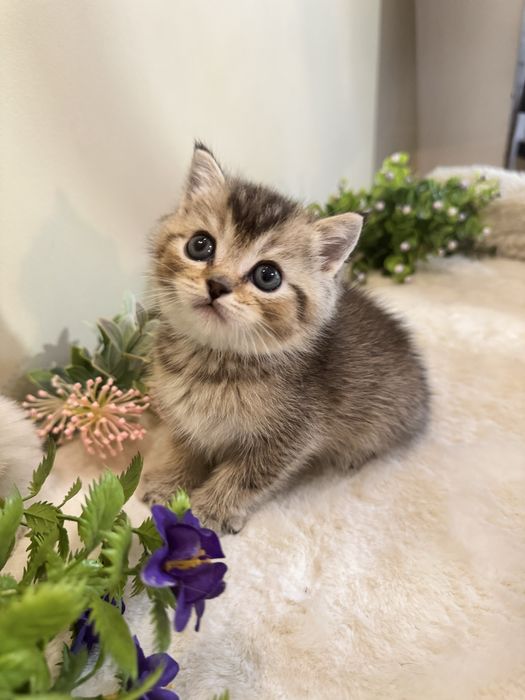 Продается шиншилла, британская