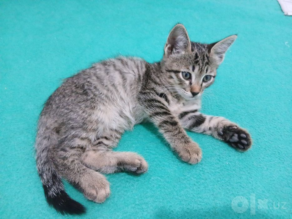 Котята в подарок
