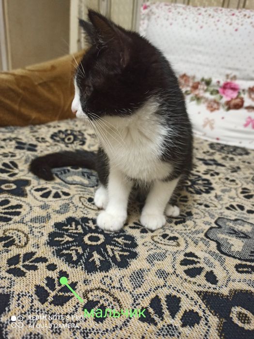 Срочно отдам котят в хорошие руки.