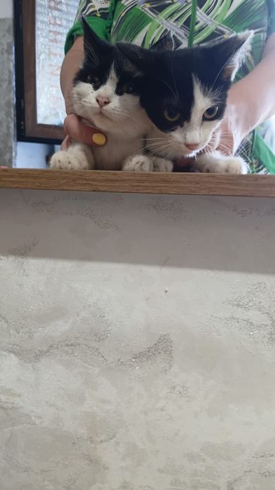 Котята бесплатно