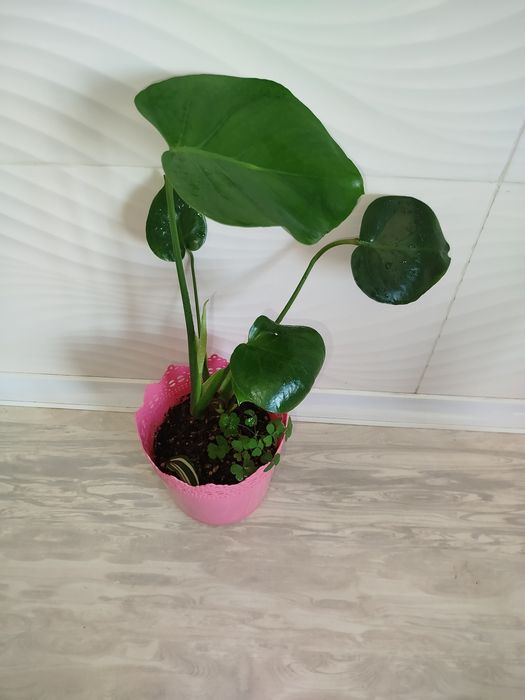 Monsterra Delitsioza detkasi