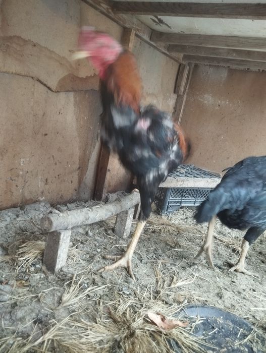 Дакан тухум сотилад