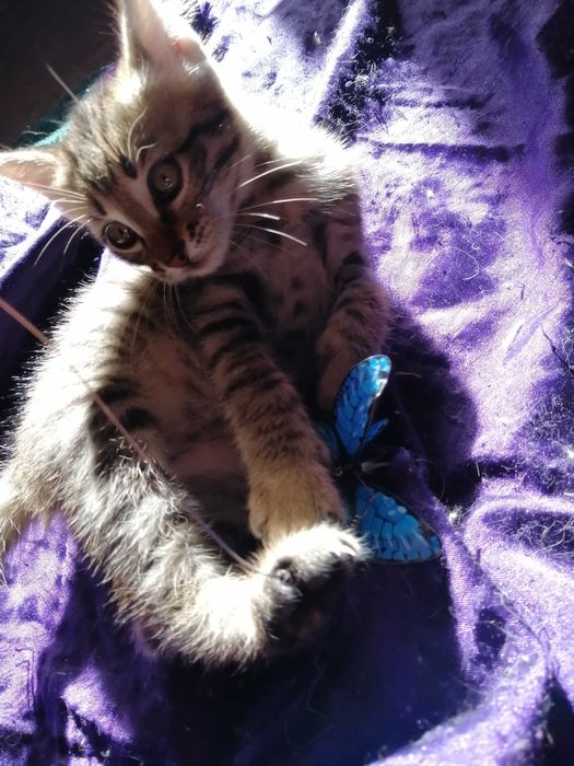 ОБЫЧНЫЙ КОТЕНОК или шпионский кастинг? Девочка и Мальчик 2 мес.