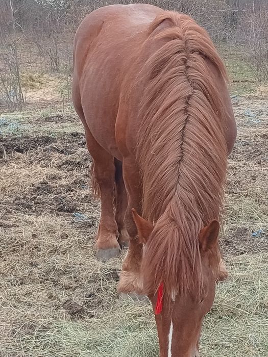 Vând sau schimb mânz și mânza