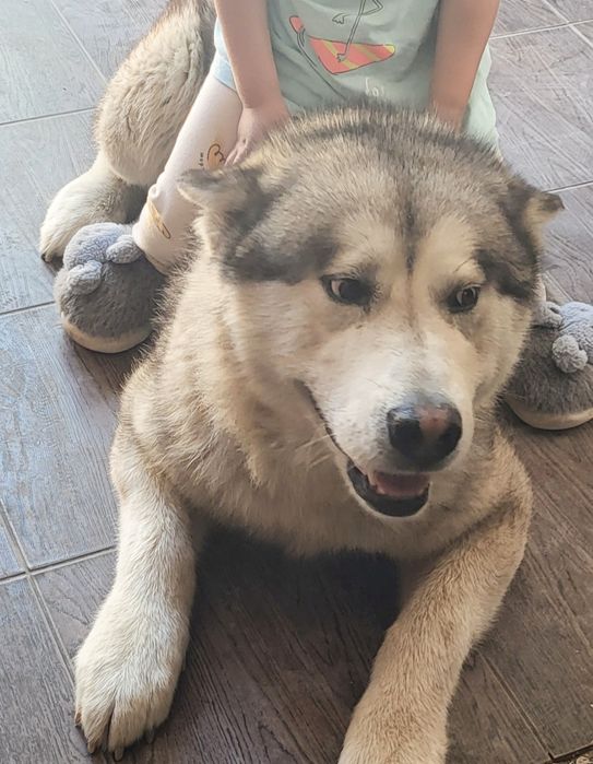 Маламут потерялся пёс