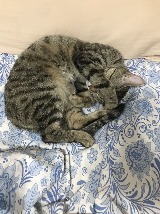 Кошка в добрые руки
