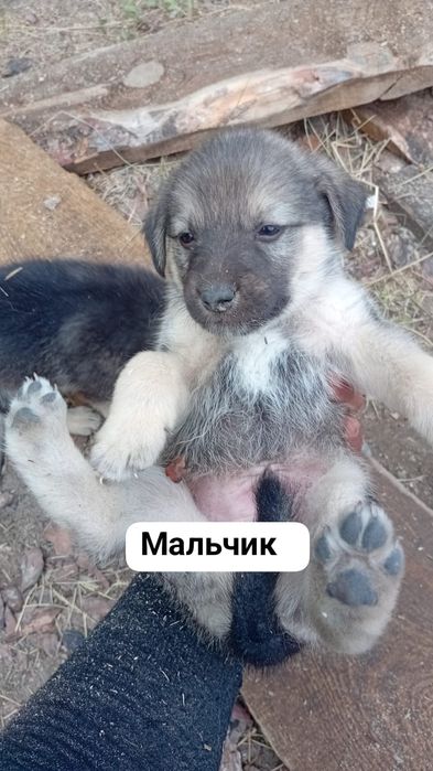 Щенки в добрые руки
