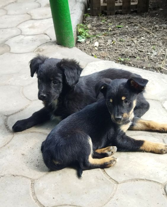 Щенки в хорошие руки