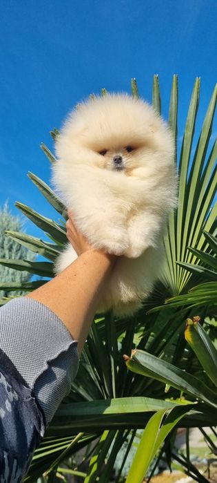 Померан померанче