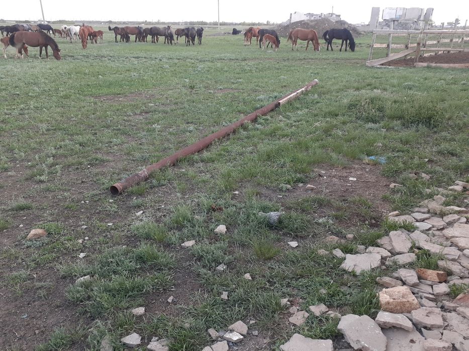 Продам лошадей на развод