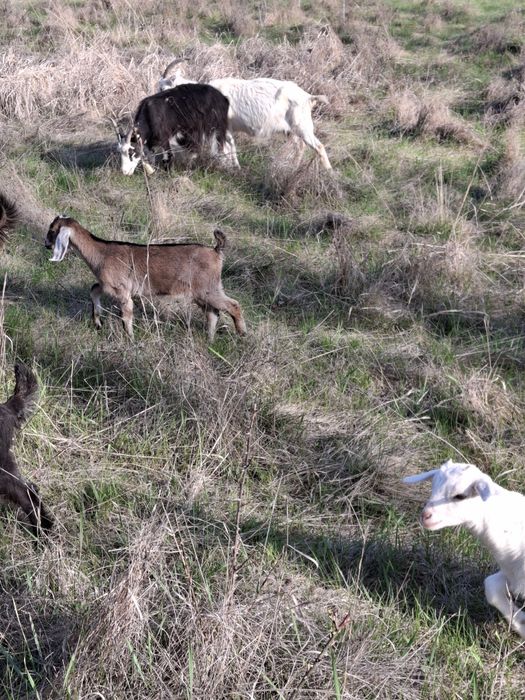 Vând iezi și iedițe metis anglonubian