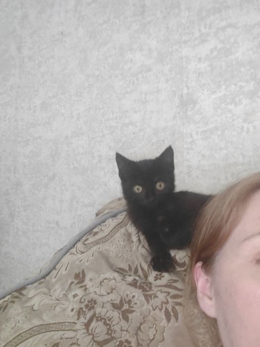 Котенок мальчик ищет дом