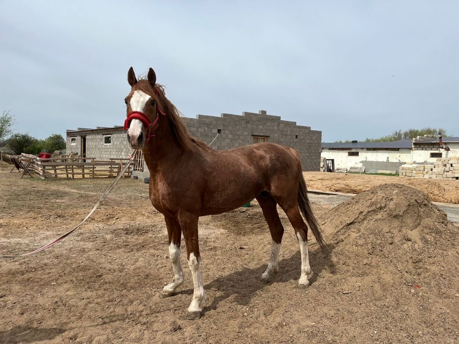 Продается производитель