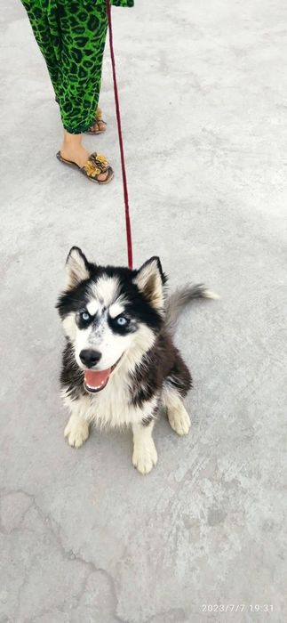 Xaski sotiladi emlangan pasportlari bor