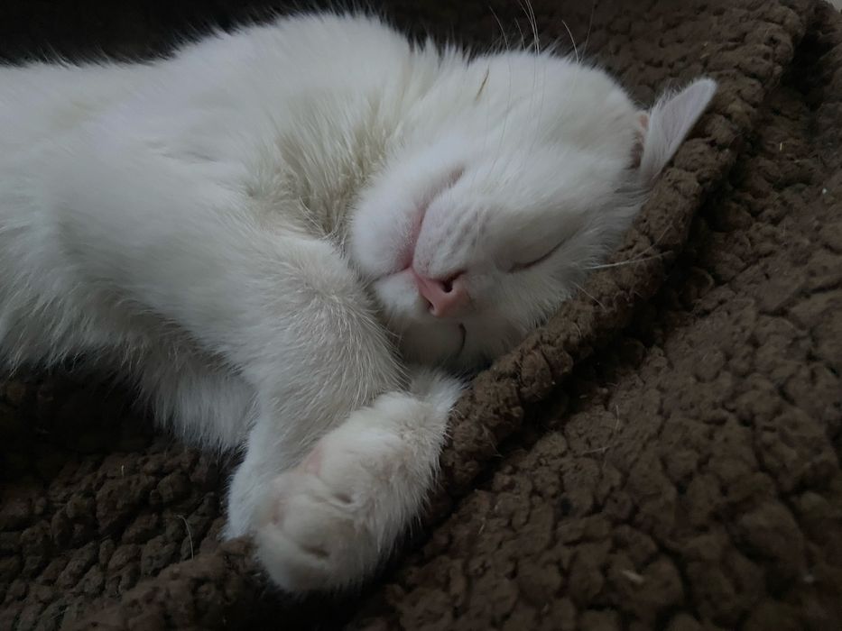 Отдам в хорошие руки котенка ,