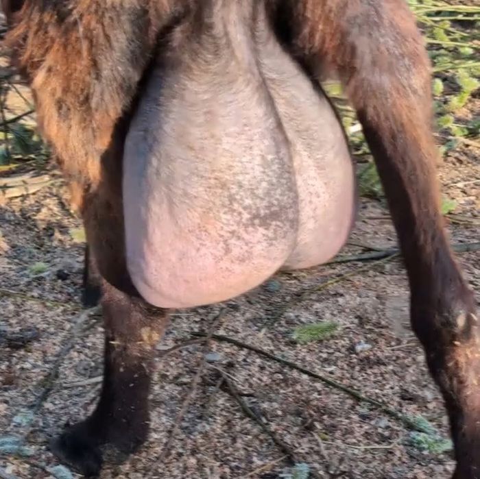 Capră Alpina x Anglo 4L de lapte  pe zi