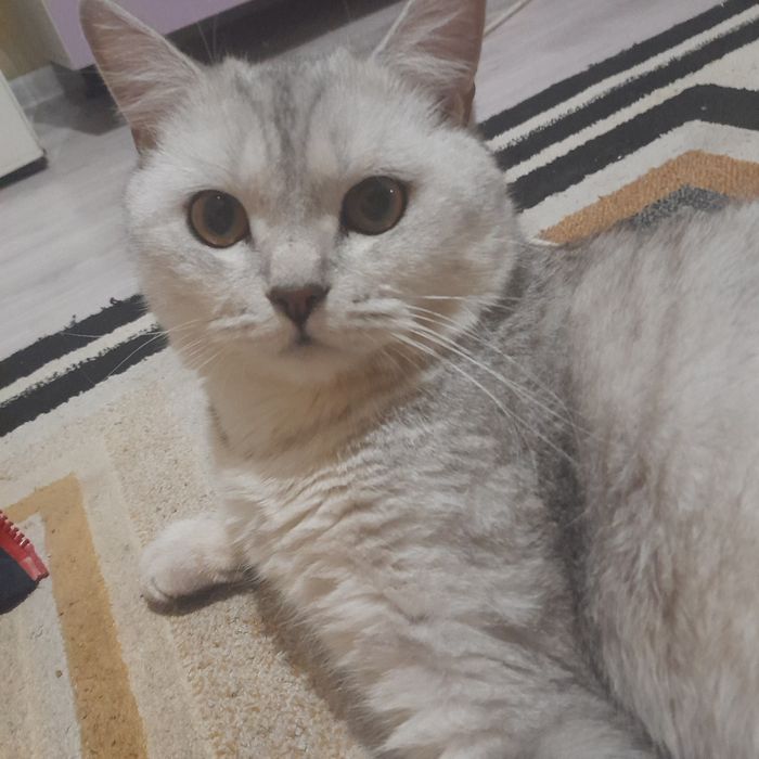 Кот отдаем в добрые руки