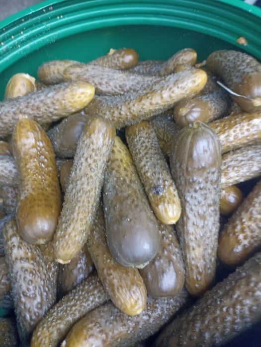 Castraveti murati in saramura/ castraveti pentru restaurante/ shaorma