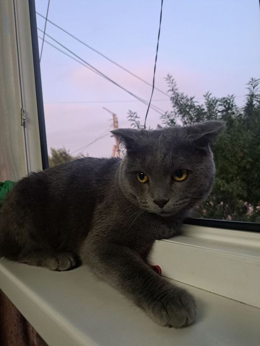 Умный хороший мальчик послушный