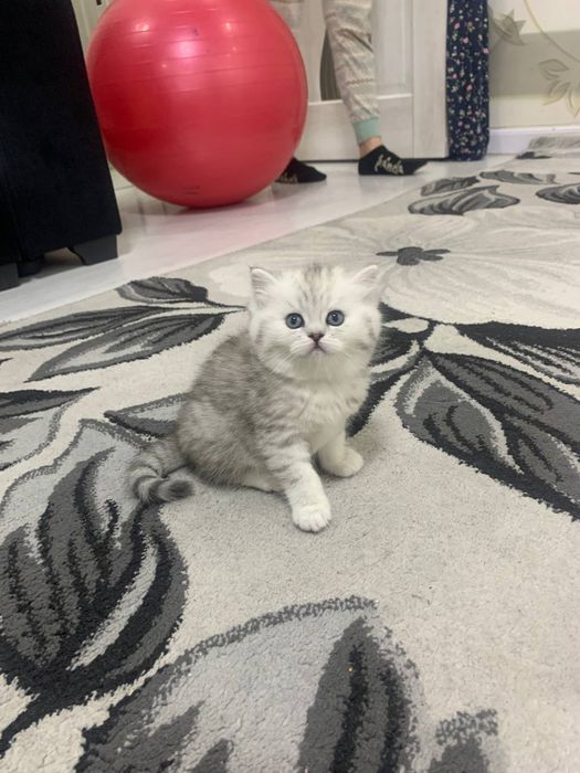 Шиншилла кот на вязку