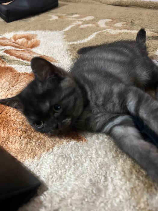 Продам котёнка срочно
