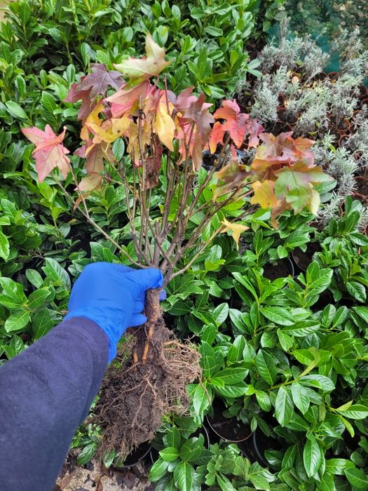 Liquidambar styraciflua [Arborele de cauciuc]