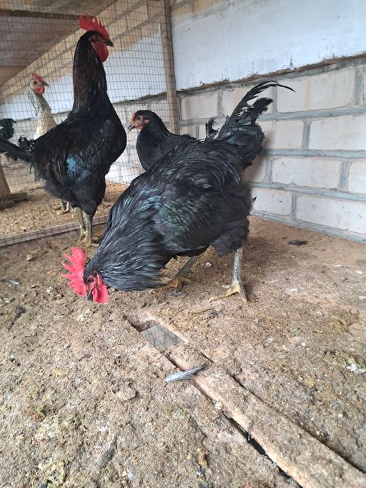 Gigant Qora Shaxzoda Xo'rozlari sotilodi