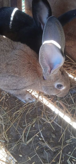 Кролики 4-5месячные