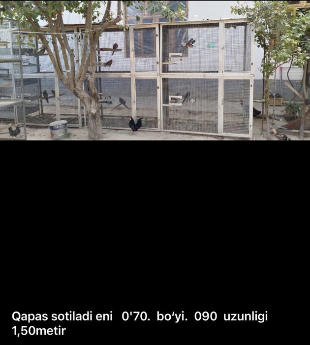 Qafasla sotuladi .Azgina ishlatilgan