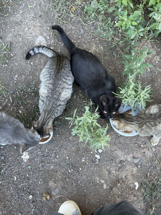 СРОЧНО! Котята ищут дом