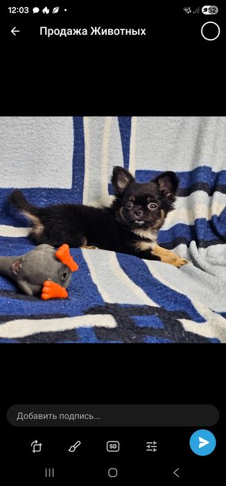 Мини девочка чихуахуа