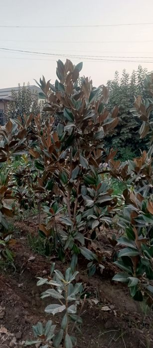 Магнолия гладифлора Италиянский