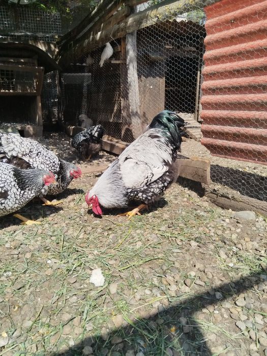 Vând oua de găini sussexi și wiandot