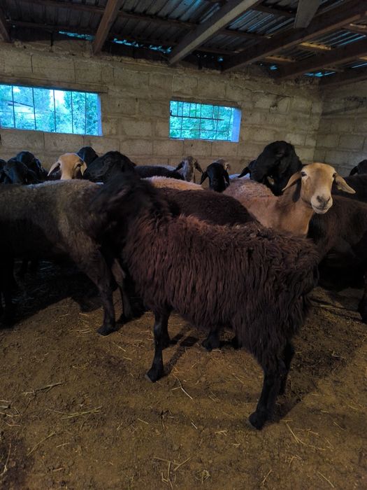 Семіз қойлар сатылады, 70000 басталады