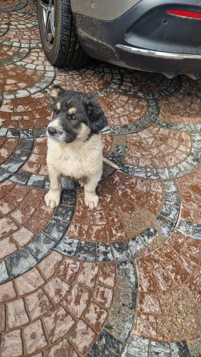 Нашёлся щенок Таугуль-3