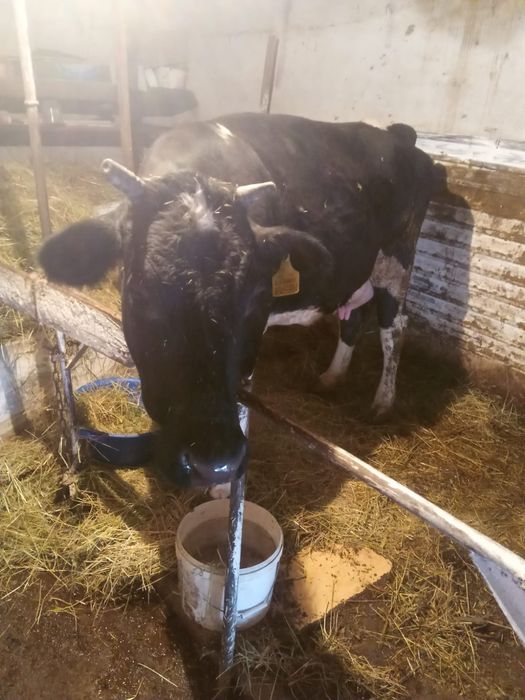 Продам срочно подам