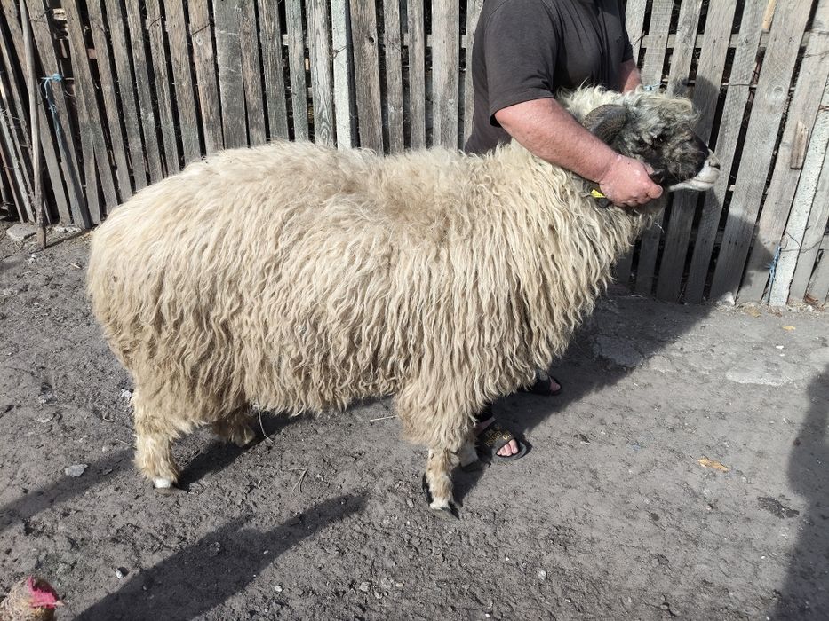 Vând mior țurcan