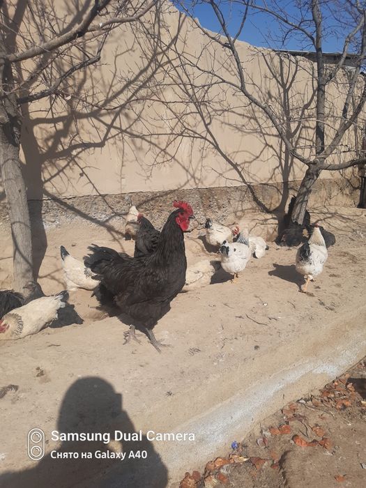 Кораз сатылады жерси гигант.