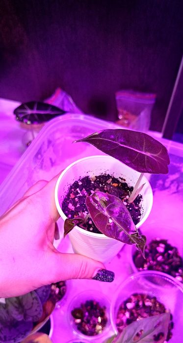 Продам деток Алоказии полли