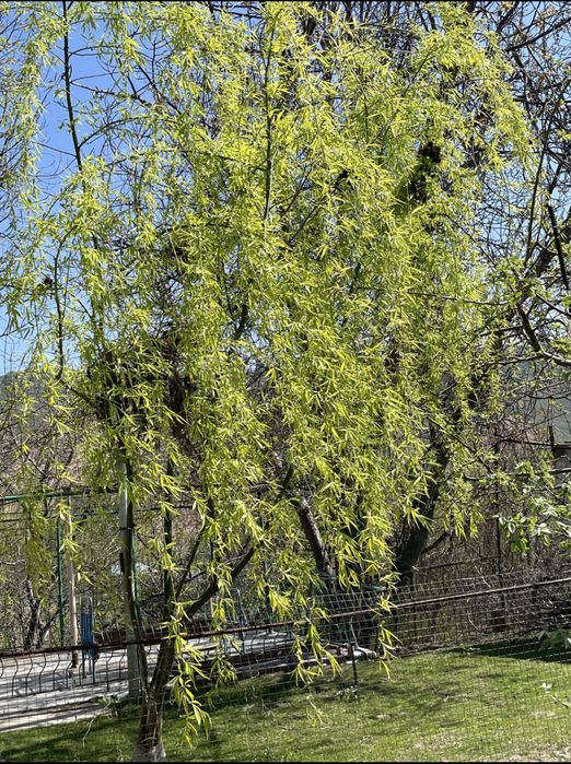 Дача, земля Дала ховли.