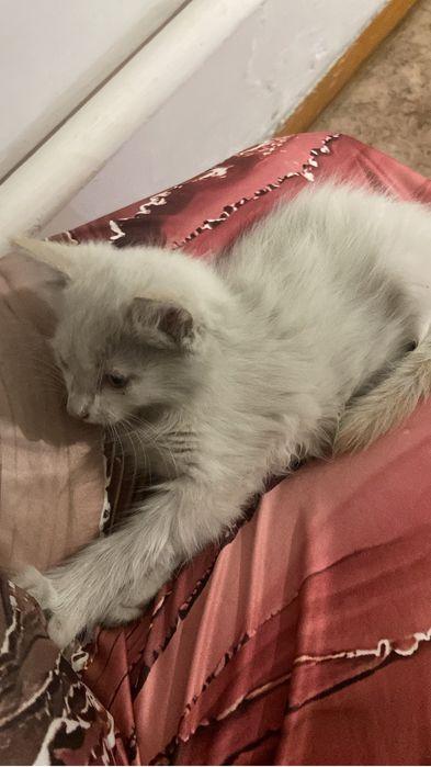 Отдам в добрые руки кошечку