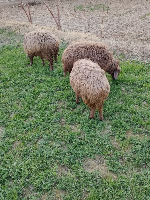 Qochqor va Moda barralar soriladi