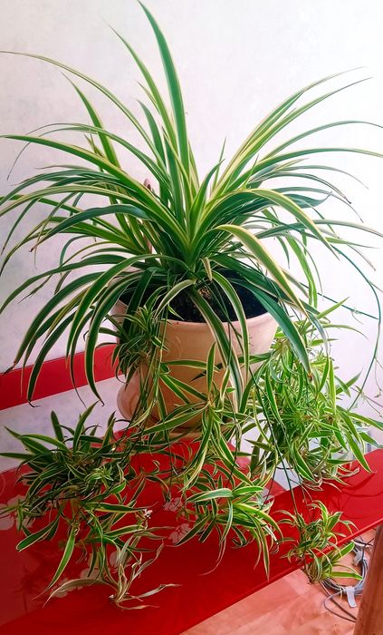 Комнатные ,красивые домашние цветы