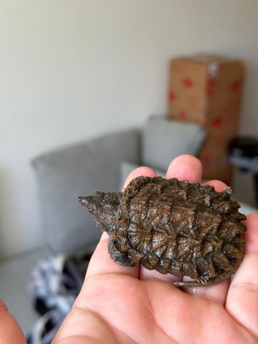 Alligator Snapping Turtle - Țestoasa Aligator