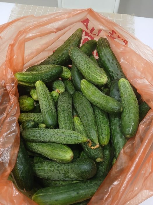 Продам огурцы дачные