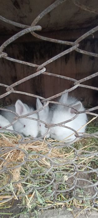 Quyon bolalari 1,2 oylik