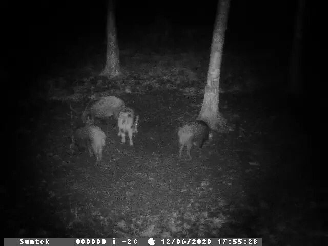 Camera supravegheat stupi , cabane , animale salbatice , santiere !!